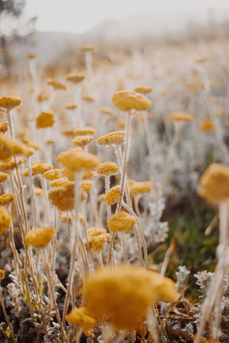 Immortelles ©Sincerely Media/ Unsplash