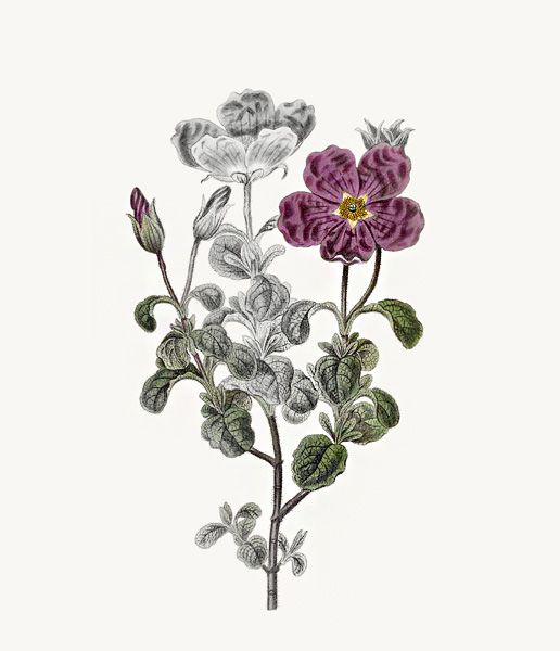 Illustration du Ciste de crète d'après Pierre-Joseph Redouté ©Marguerite Mai