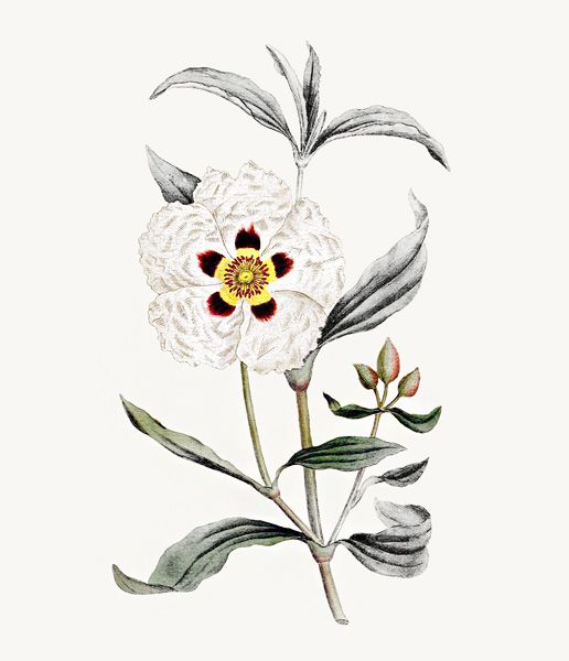 Le Ciste : Cistus Ladaniferus