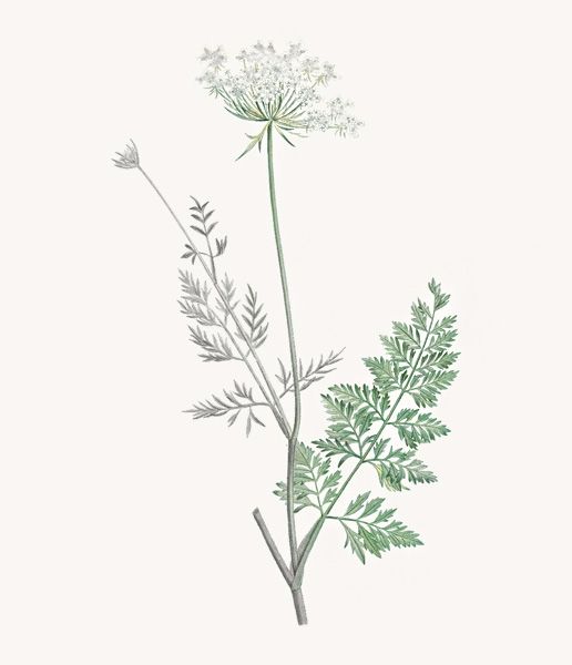 Illustration botanique de la Carotte sauvage d'après Pierre-Joseph Redouté ©Marguerite Mai