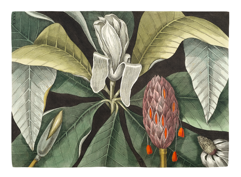 Umbrella Tree par Mark Catesby. Original de la bibliothèque du patrimoine de la biodiversité.