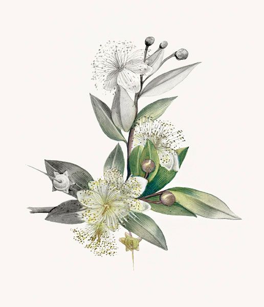 Illustration botanique du Myrte Corse d'après Pierre-Joseph Redouté ©Marguerite Mai