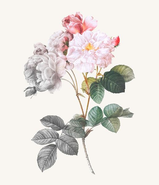 Rose de Damas d'après Pierre-Joseph Redouté ©Marguerite Mai