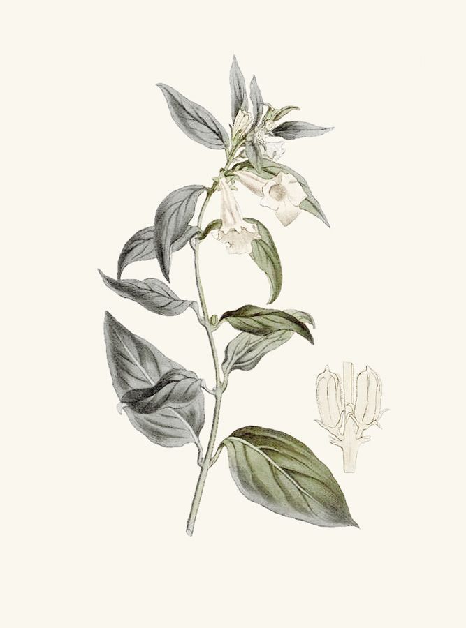 Illustration botanique du sésame ©donna è